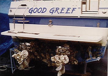 Stern drive with heavy oysters growth